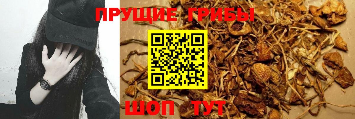 Псилоцибиновые грибы мухоморы Кашира